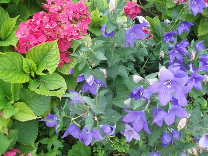 fleurs bleues de mon jardin